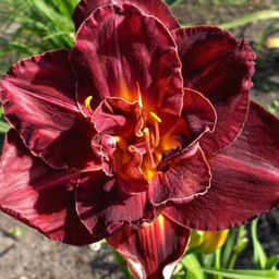 Лилейник Бургунди Лав - Долина роз фото 3