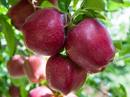 Яблоня Ред Делишес