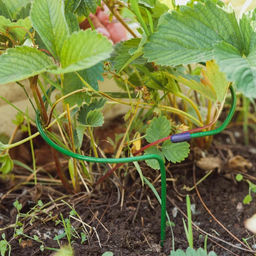 Цена за 10 шт. Кустодержатель для клубники, d=15 см, h=25 см, ножка d=0.3 см, металл, зелёный, Greengo фото 6