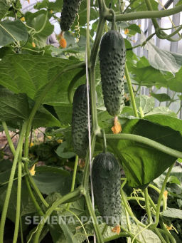Огурец партенокарпический Гоша - Партнер фото 3