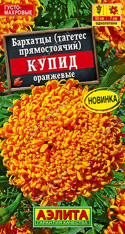 Бархатцы Купид оранжевые хризантемовидные (2028)