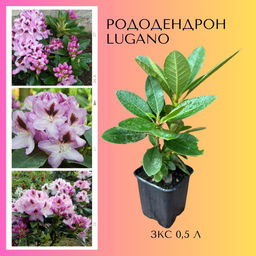 Рододендрон Lugano (Лугано) - Долина роз фото 6