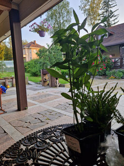 Физостегия Кристал Пик Вайт