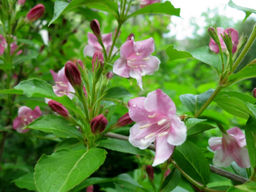 Вейгела раннецветущая Розеа 2 года ЗКС тара 2л высота 15-30см. - Наша дача фото 4