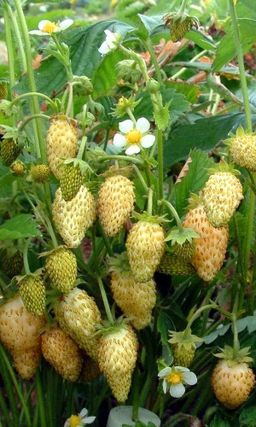 Земляника ЖЁЛТОЕ ЧУДО Крупные ягоды! Уникальная! Ремонтантная! По вкусу и аромату превосходит все известные сорта!