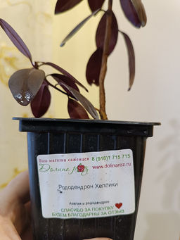 Рододендрон Хеллики - Долина роз фото 5