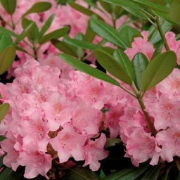 Рододендрон Хельсинки Университет