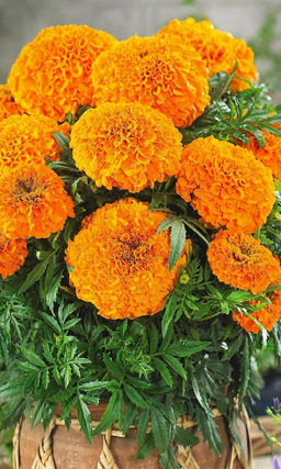 Бархатцы ОРАНЖЕВЫЙ КОРОЛЬ Крупные цветы!