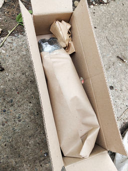 Жасмин голоцветковый