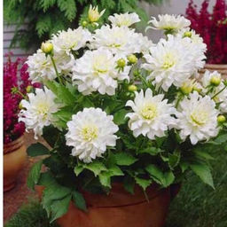 ГЕОРГИНА Аспен Разбор I Кол-во упак., шт 1