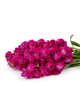 Маттиола срезочная махровая Бьютифул Парфюм Роуз Эль - Партнер фото 4