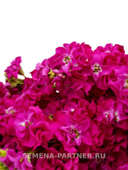 Маттиола срезочная махровая Бьютифул Парфюм Роуз Эль - Партнер фото 3