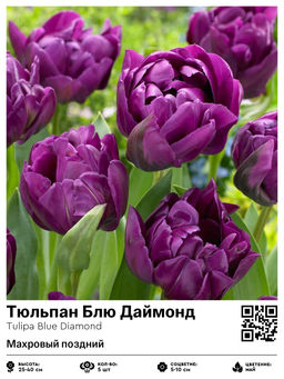 Тюльпан Blue Diamond (Махровый поздний) - Голландские луковицы фото 2