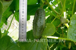 Огурец пчелоопыляемый Родничок - Партнер фото 3