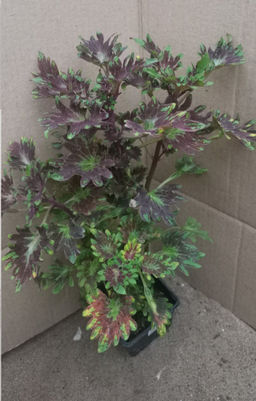 Колеус Кингсвуд Карнавал 20-30 см - 1000корней фото 2