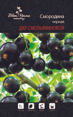 Смородина черная Дар Смольяниновой
