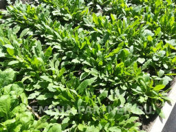 Рукола Триция - Партнер фото 3