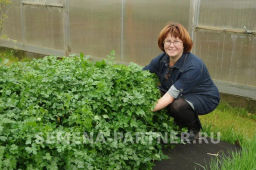 Петрушка листовая Итальянский гигант - Партнер фото 4