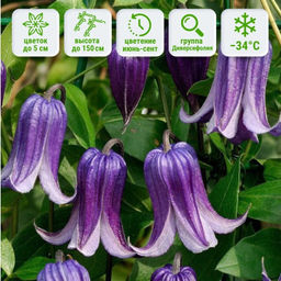 Клематис Фасцинейшн