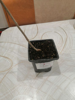 Гортензия метельчатая Металлика