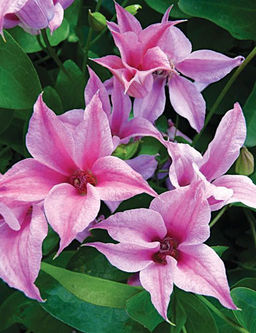 КЛЕМАТИС Датчес Оф Албани Разбор I Кол-во упак., шт 1