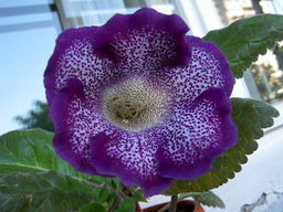 Глоксиния Tigrina Blue (Тигрина Блю) - Долина роз фото 3