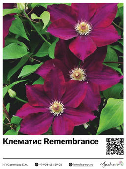 Клематис Remembrance