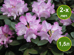 Рододендрон Blurettia (Блюреттия)