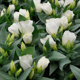 5192D Эустома Кармен F1 Айвори 5шт