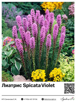Лиатрис Spicata Violet (Колосковый)