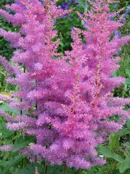 Астильба Арендса Аметист 1 год ЗКС тара 0,5л высота 5-15см. - Наша дача фото 3