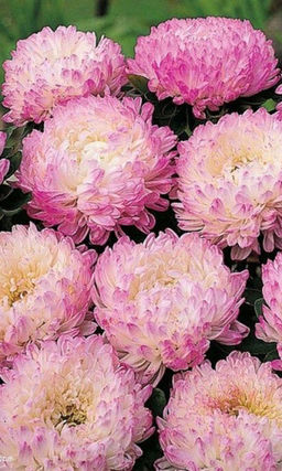 Астра ЯБЛУНЕВА Пионовидная