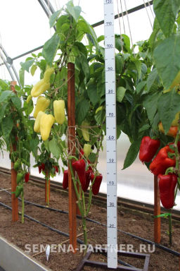 Перец сладкий Злата Прага - Партнер фото 3