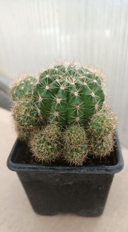 Notocactus Ottonis