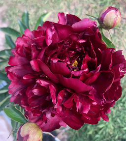 ПИОН Биг Бен Разбор 2/3 n Кол-во упак., шт 1