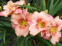 Лилейник Elegant Candy (Элегант Кенди) - Долина роз фото 2