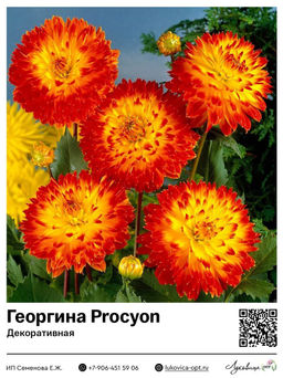 Георгина Procyon (Декоративная)