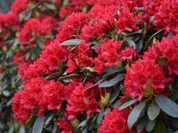 Рододендрон Бузуки