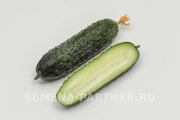 Огурец партенокарпический Фуро - Партнер фото 4