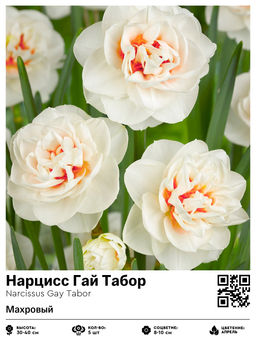 Нарцисс Gay Tabor (Махровый) - Голландские луковицы фото 2