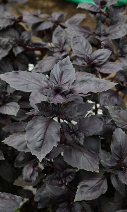 Базилик СЕМЁНОВНА Отличается быстрым ростом и ярким ароматом! Обладает бактерицидными свойствами!