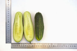 Огурец пчелоопыляемый Отело - Партнер фото 5