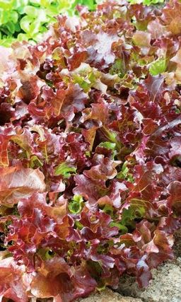 Салат РУБИН  Богат витаминами! Великолепный вкус оригинальных листьев!