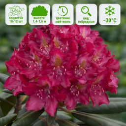 Рододендрон Казимира Вилки