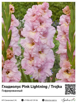 Гладиолус Pink Lightning / Trojka (Гофрированный)