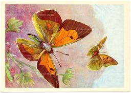 Открытка бабочки  Желтушка Вискотта