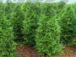 Туя складчатая Эксцельса С5