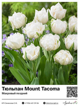 Тюльпан Mount Tacoma (Махровый поздний)