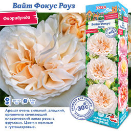 Роза Вайт Фокус Роуз (Флорибунда) 1шт