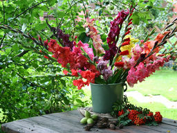 Гладиолусы Россыпь самоцветов (микс 10 шт)